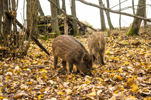 Sergiev Posad, Russia - 17 October 2021: Autumn view of wild boars in the forest