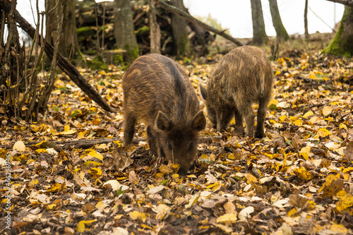 Sergiev Posad, Russia - 17 October 2021: Autumn view of wild boars in the forest