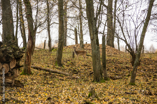 Sergiev Posad, Russia - 17 October 2021: Autumn view of wild boars in the forest