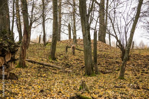 Fototapeta Naklejka Na Ścianę i Meble -  Sergiev Posad, Russia - 17 October 2021: Autumn view of wild boars in the forest