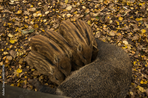 Sergiev Posad, Russia - 17 October 2021: Autumn view of wild boars in the forest