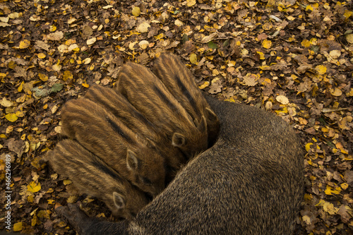Sergiev Posad, Russia - 17 October 2021: Autumn view of wild boars in the forest