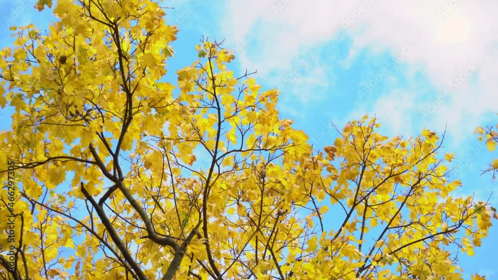 Yellow maple leaves shake on wind in autumn park. Natural background. Fall color