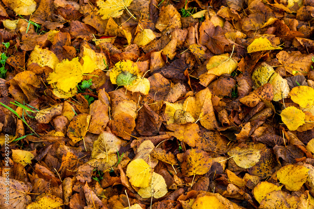 autumn leaves on the ground