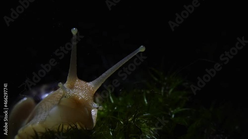 The giant snail Akhatina eats a green leaf of fresh lettuce. Macro video shooting in real time. photo