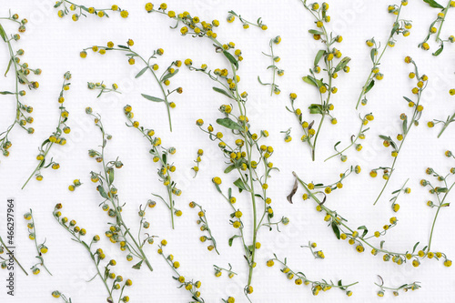 Fotografía Delicate plant background from twigs of wormwood on white paper