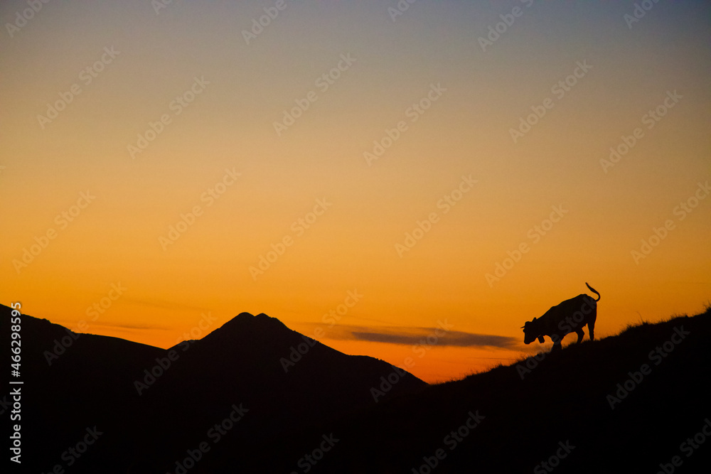 Mountain silhouette at orange sunset with cow, Pyrenees, France