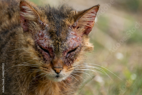 An european cat with notoedric mange, also known as feline scabies photo