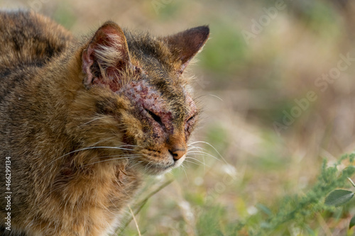 Quadro em tela An european cat with notoedric mange, also known as feline scabies
