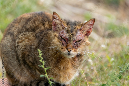 Fotografia An european cat with notoedric mange, also known as feline scabies