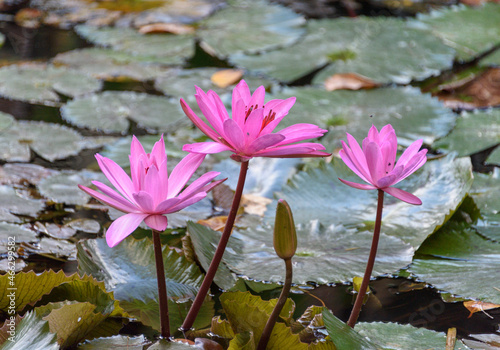 Lotus flowers