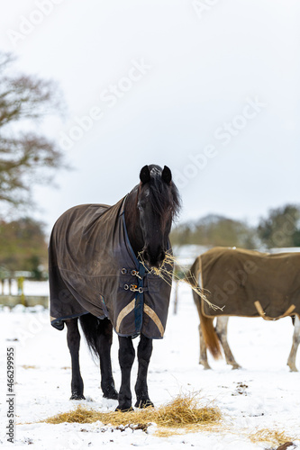 Horses grazing on hay that the farmer has provided during a rare heavy snow fall on a Suffolk farm