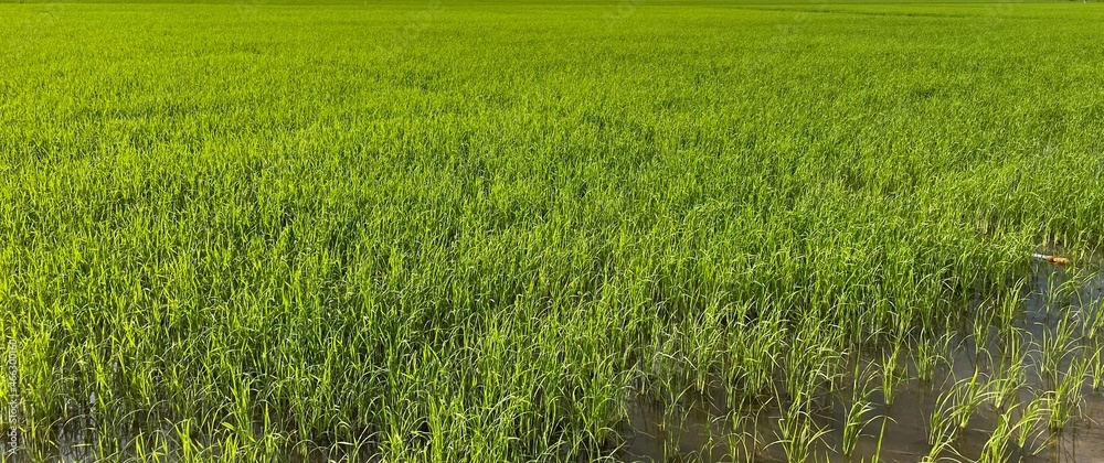 Obraz premium green rice field