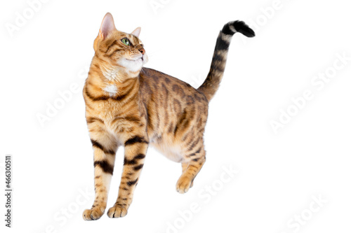 The cat, standing on a white background, looks up, lifting its hind paw.