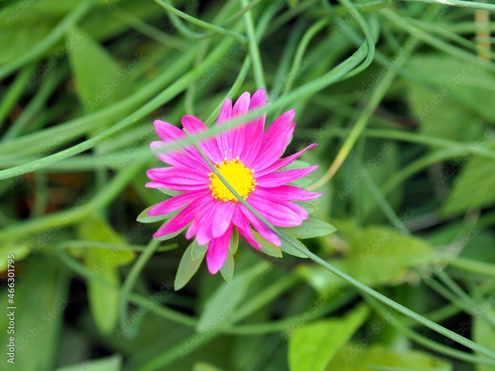 One pink aster flower growing in green grass. Natural background. One pink aster flower growing in green grass. Natural background.