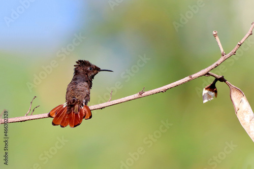 male Ruby-topaz Hummingbird (Chrysolampis mosquitus) perched on a branch against a blurred and greenish background photo