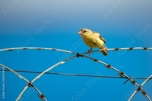 yellow bird on a branch