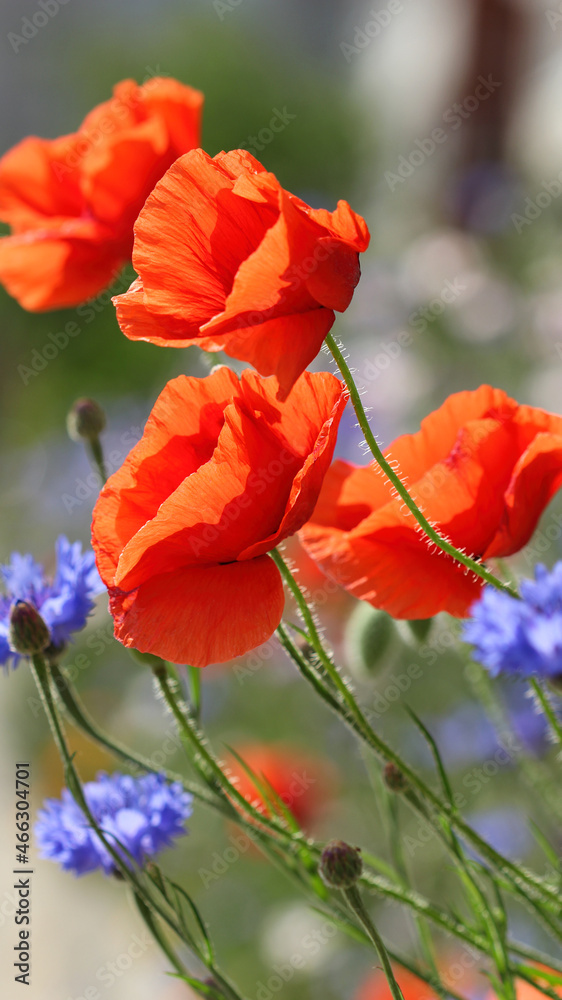 Obraz premium red poppy and cornflower