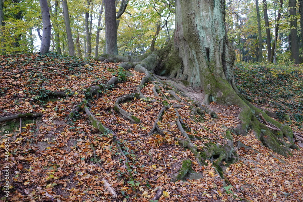 Beech (Fagus) with huge, exposed root in Deister, Germany, family Fagaceae.
Beech (Fagus) with huge, exposed root in Deister, Germany, family Fagaceae.