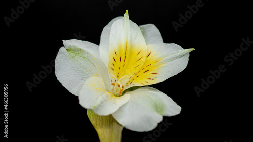 Fototapeta Naklejka Na Ścianę i Meble -  white calla lily