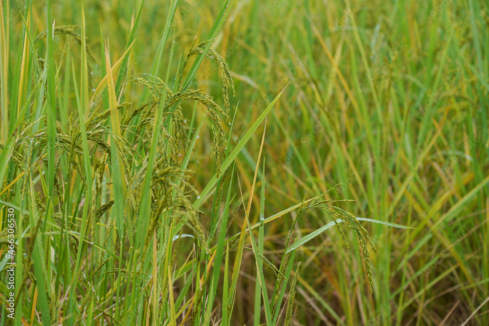 Rice field scenery in the harvest season, Asia Rice field scenery in the harvest season, Asia