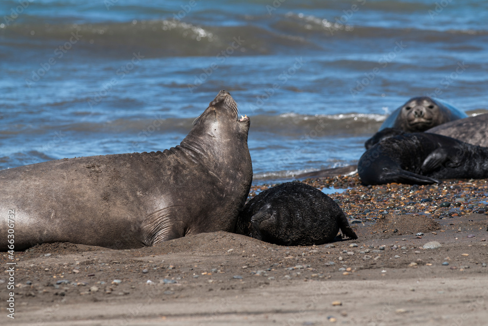 Obraz premium Elephant seal family, Peninsula Valdes, Patagonia, Argentina