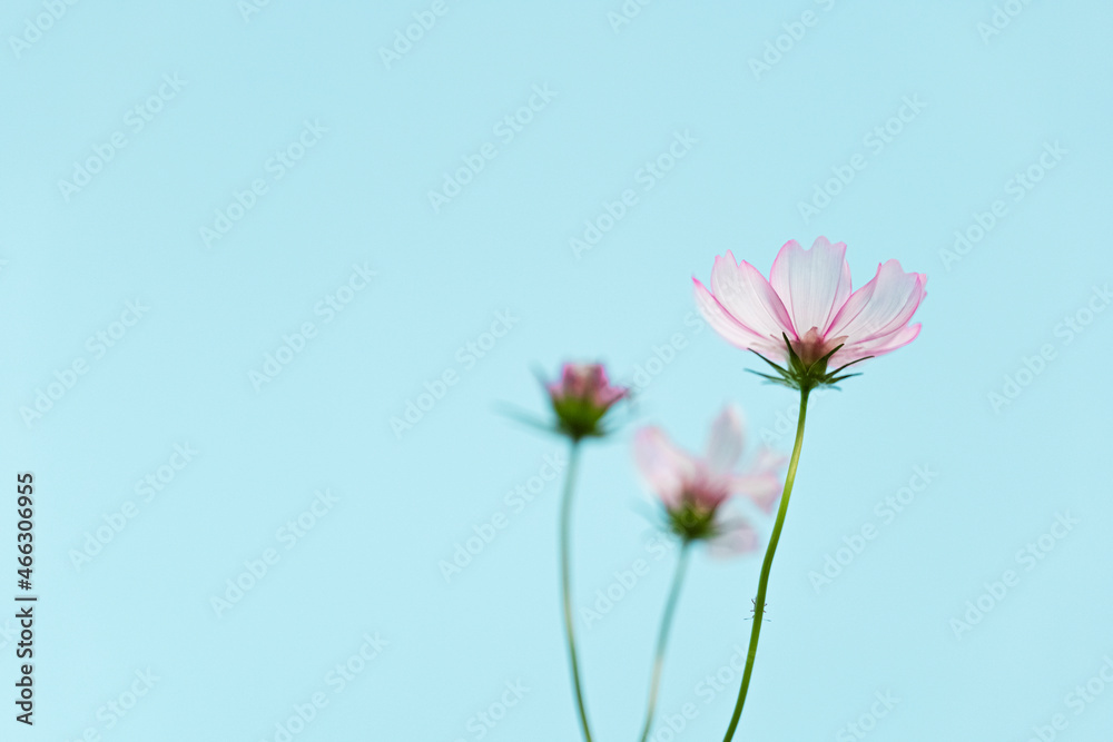 Cosmos Cosmos