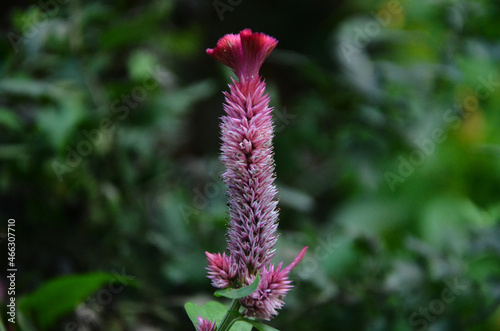 Cock flower in the garden