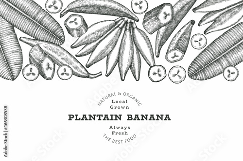 Hand drawn sketch style plantain banner. Organic fresh fruit vector illustration. Retro exotic banana fruit design template photo