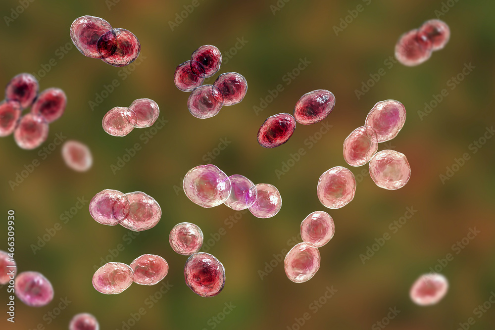 Bacteria Lactococcus, 3D illustration Bacteria Lactococcus, 3D illustration