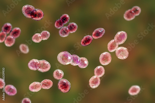 Bacteria Lactococcus, 3D illustration