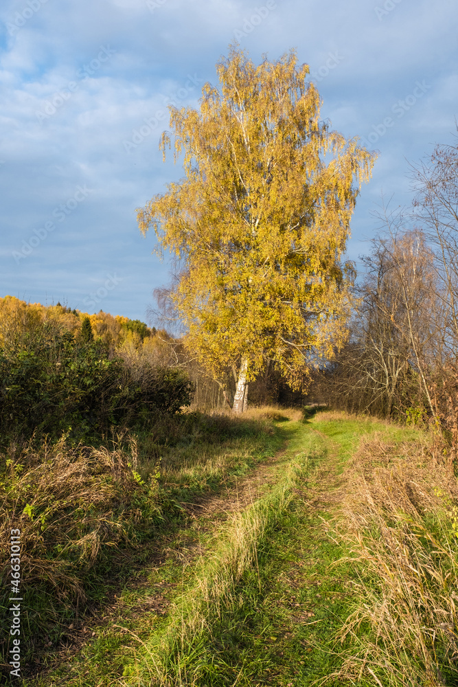 A road overgrown with green grass and birch trees with yellow leaves.