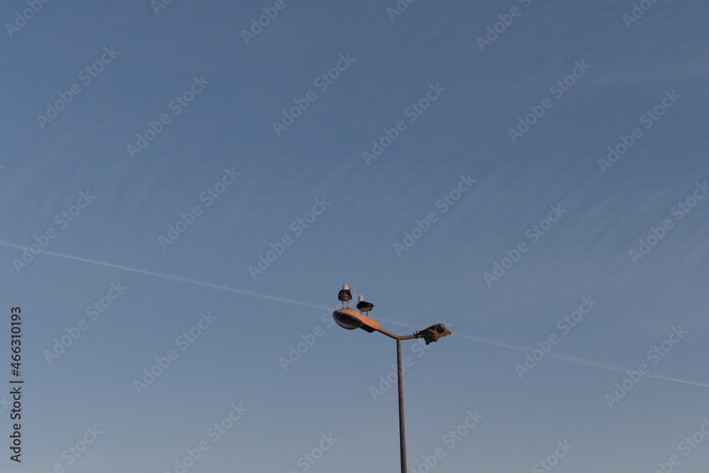 Two birds on a lamp post Two birds on a lamp post