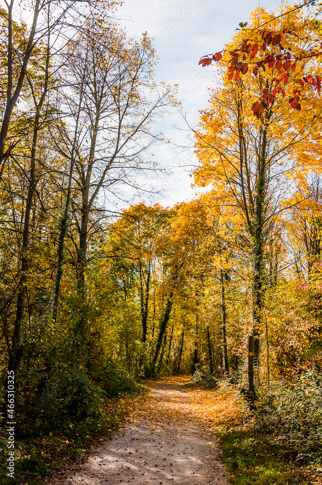 Obraz premium Münchenstein, Wald, Waldweg, Auwald, Laubbäume, Birs, Birstal, Baselland, Herbst, Herbstfarben, Herbstsonne, Wanderweg, Schweiz