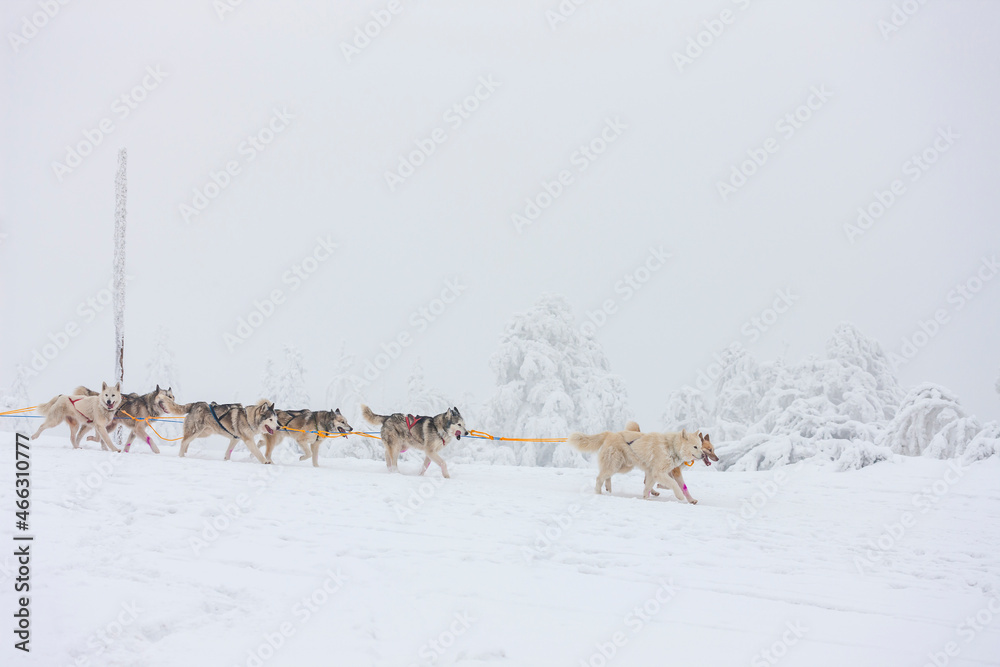 sledge dogging, Sedivacek's long, Czech Republic sledge dogging, Sedivacek's long, Czech Republic