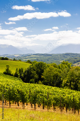 vineyard in south Jurancon, France