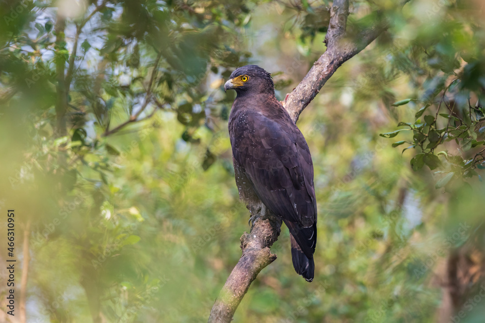 Crested serpent eagle (Spilornis cheela)-habitat shot at Sundarban NP, West Bengal, India Crested serpent eagle (Spilornis cheela)-habitat shot at Sundarban NP, West Bengal, India