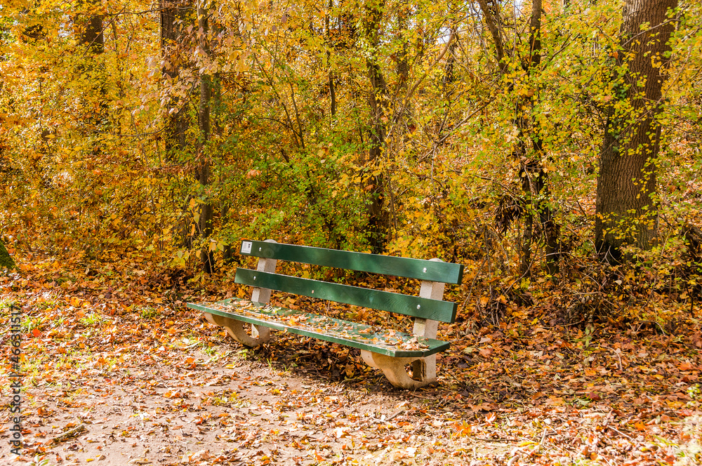 Münchenstein, Wald, Waldweg, Auwald, Laubbäume, Mischwald, Parkbank, Birs, Birstal, Baselland, Herbst, Herbstfarben, Herbstsonne, Wanderweg, Schweiz Münchenstein, Wald, Waldweg, Auwald, Laubbäume, Mischwald, Parkbank, Birs, Birstal, Baselland, Herbst, Herbstfarben, Herbstsonne, Wanderweg, Schweiz