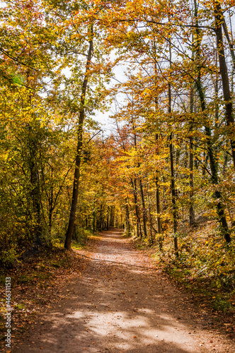 M  nchenstein  Wald  Waldweg  Auwald  Laubb  ume  Birs  Birstal  Baselland  Herbst  Herbstfarben  Herbstsonne  Wanderweg  Schweiz