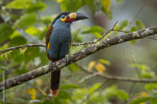 Plate-billed Mountain-Toucan perched on a branch