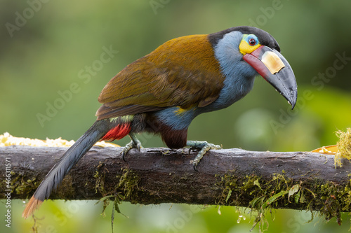 Fotografie Plate-billed Mountain-Toucan perched on a branch