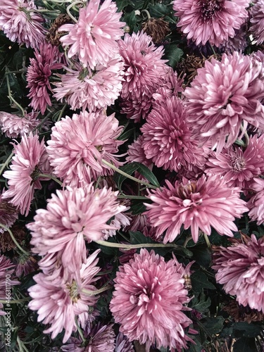 pink chrysanthemum flowers