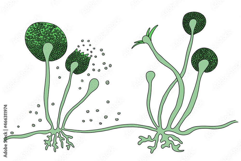 Structure of Rhizopus mold, also known as bread mold Иллюстрация Stock |  Adobe Stock