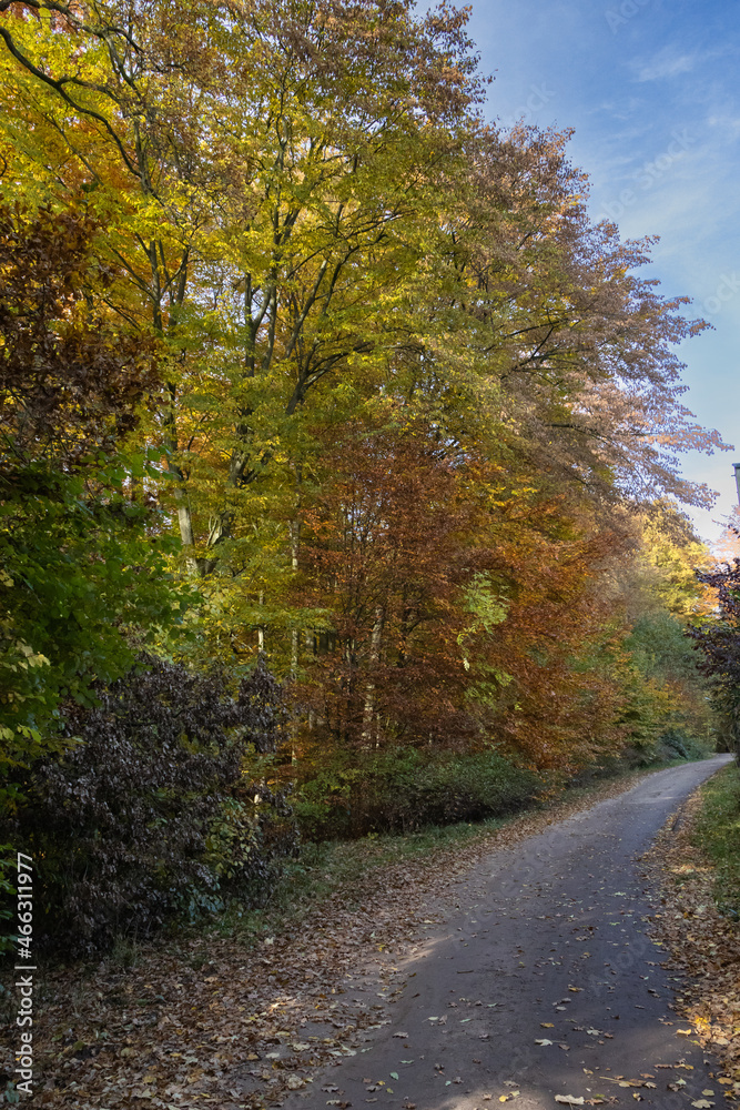 Tree with colourful autumn leaves by the wayside