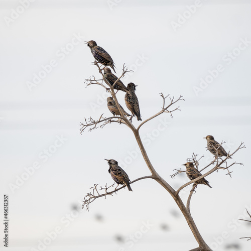 Un grupo de aves posados en una rama seca.  photo