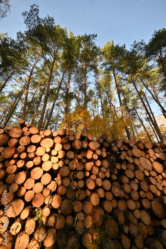 Fototapeta premium Stos ściętych drzew z niebem i drzewami nad nimi