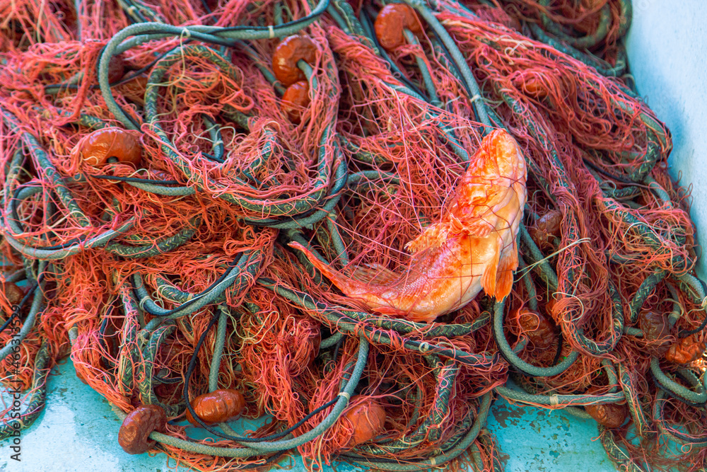 Triglia catturata reti dei pescatori su barca Triglia catturata reti dei pescatori su barca