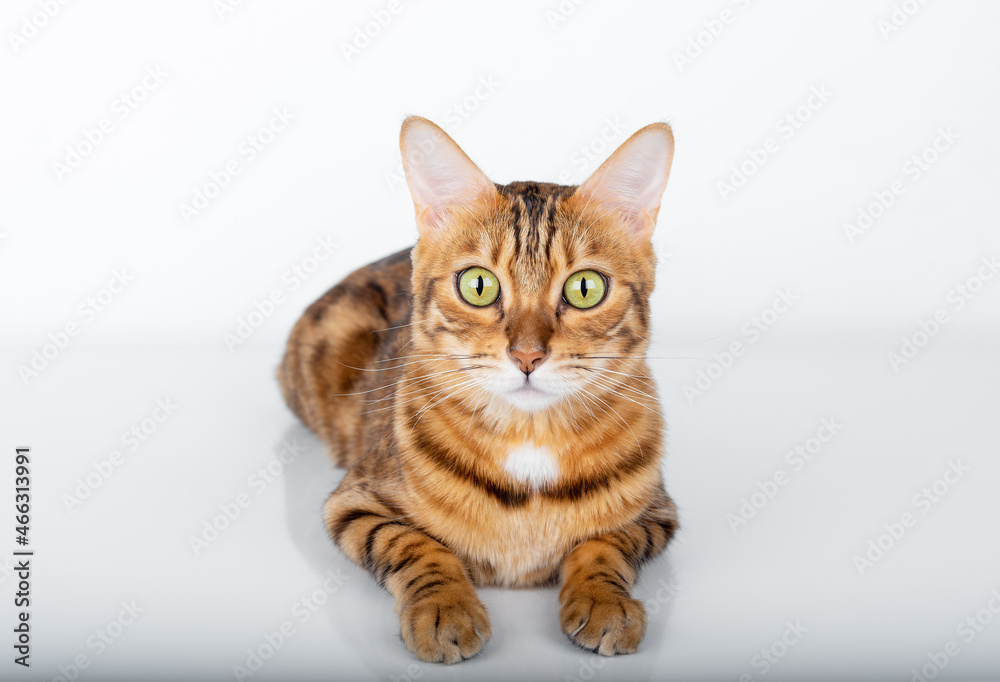 Lying Bengal cat with green eyes on a white background.
