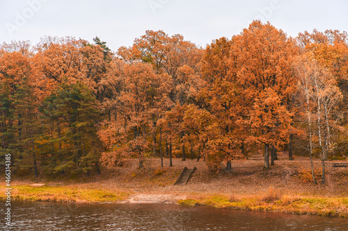 A rich autumn yellow forest stands near the river on a cloudy day