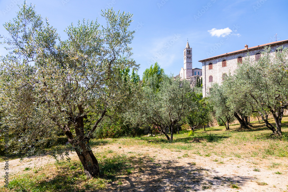 Olive trees in Assisi village in Umbria region, Italy. The town is famous for the most important Italian Basilica dedicated to St. Francis - San Francesco. Olive trees in Assisi village in Umbria region, Italy. The town is famous for the most important Italian Basilica dedicated to St. Francis - San Francesco.